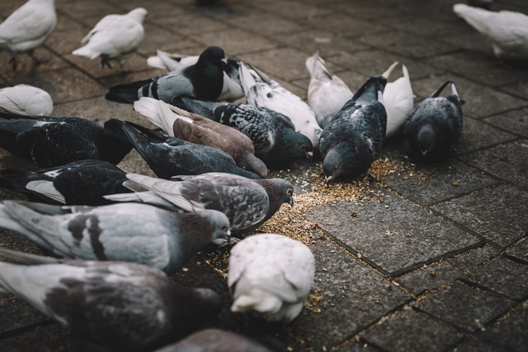 Mother Pigeon - A Parable by Austin Ben